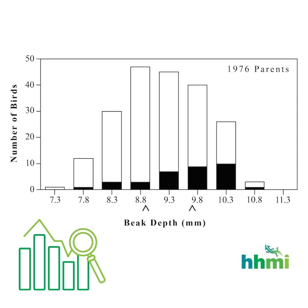 BIOINTERACTIVE's tweet photo. Happy (early) birthday to Charles Darwin! Celebrate with our Data Point activity, which guides students through analyzing a figure from a study that investigated evolutionary changes in seed-eating finches in the Galápagos after a drought. https://t.co/V9wIrHbUcp 
#EvolutionWeek https://t.co/5fIH1MH9iF