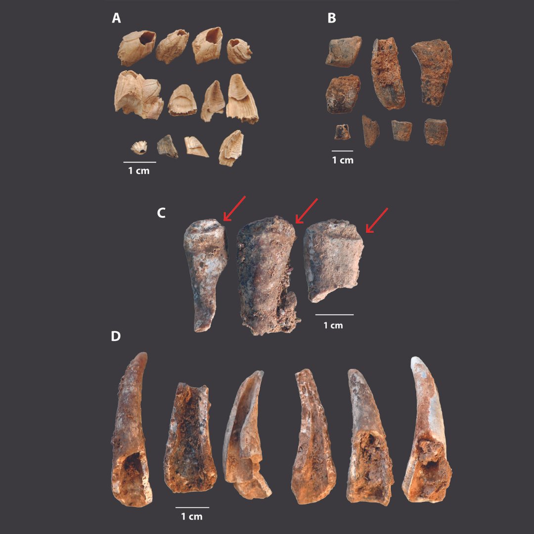 iphes's tweet photo. 🟣 New study led by Dr. Mariana Nabais (@iphes) proofs that neanderthals ate shellfish at Gruta da Figueira Brava (Portugal): “Menu included brown crabs: they preferred larger specimens and cooked them in fires” 🔗 More info: https://t.co/OiQLvxAHpP https://t.co/gQBTKOdX6h