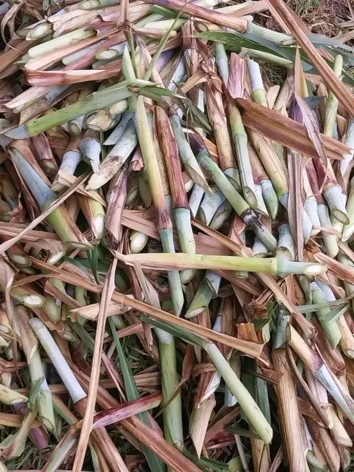 Supper nappier Pakchong

Confirmed lab tests shows protein content of 16.63 good for milk and beef animals.

Cuttings and guidance available, call +254768494209 for more information.

demifarms.co.ke