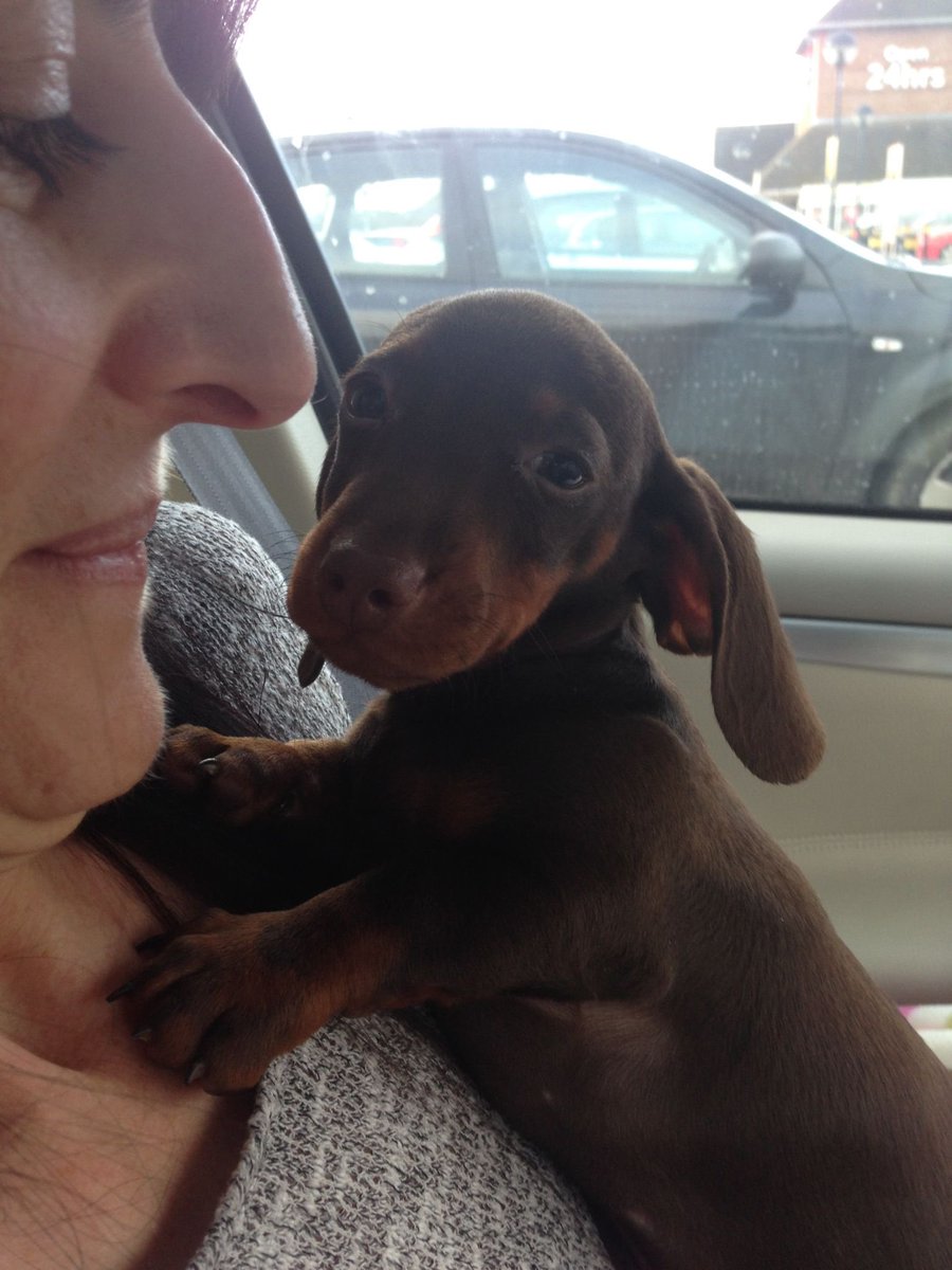 davedachshund's tweet photo. Happy forever home day to me! Nine years ago today! https://t.co/Gfg8N3DDh1