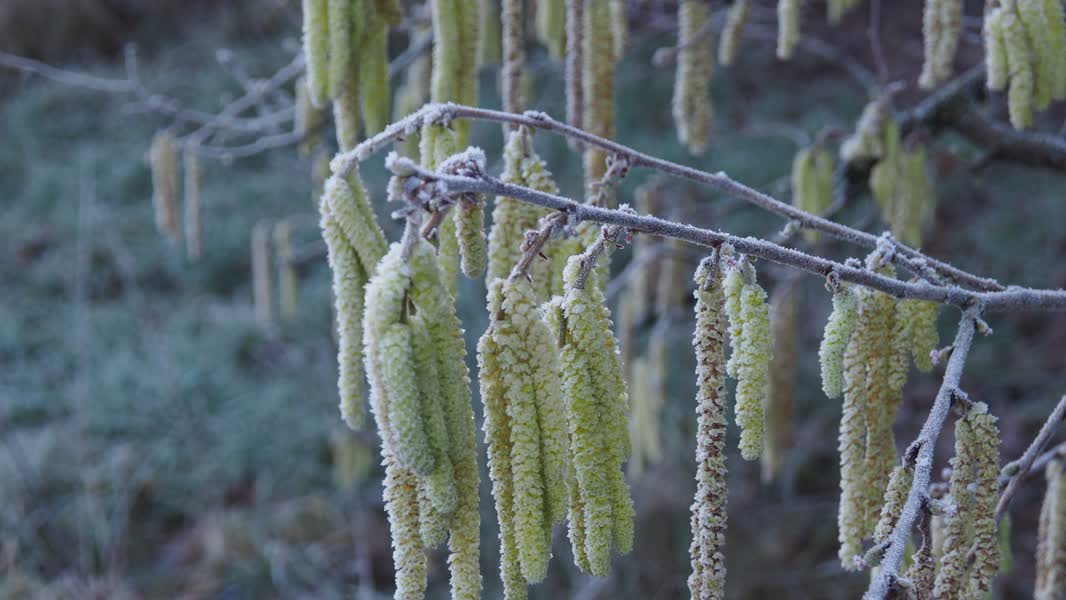 IVN-excursie over ontluikende lente in de Aa-broekenhttps://www.omroepmeierij.nl/omroepmeierij/ivn-excursie-over-ontluikende-lente-in-de-aa-broeken