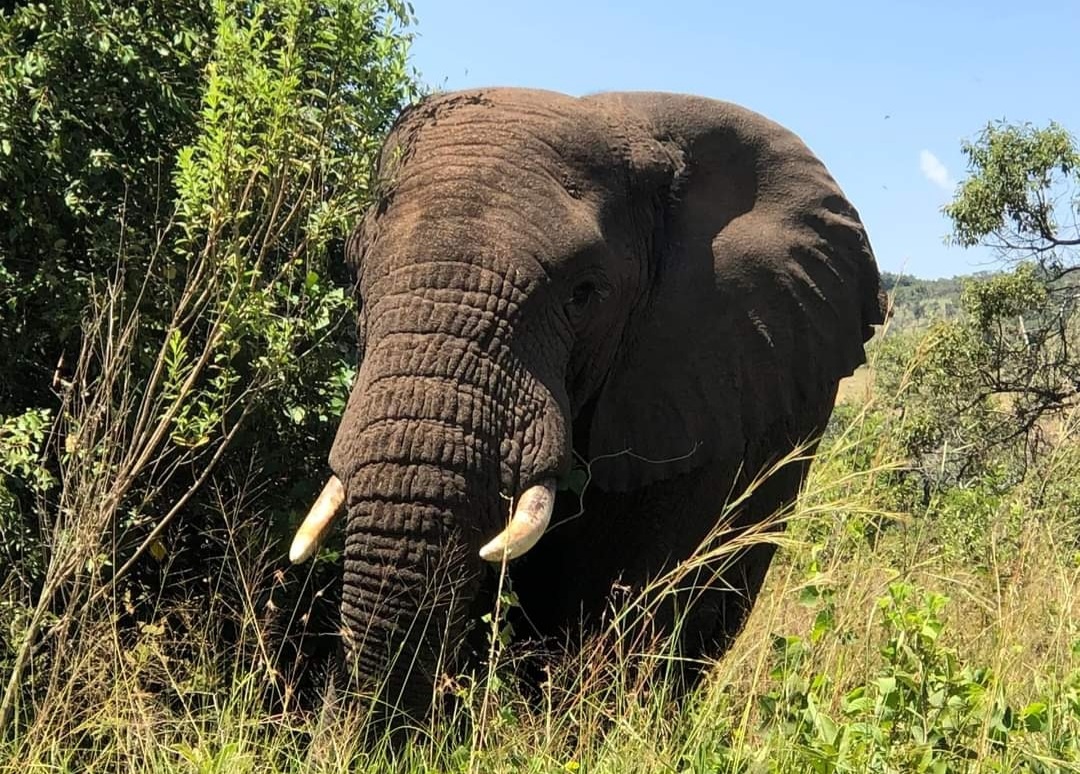 BoscoNyemazi's tweet photo. Why you should visit and invest in #Kayonza
#VisitRwanda🇷🇼
#THREAD
1. Home of the big five - Akagera National Park https://t.co/gGoMy2PZqE