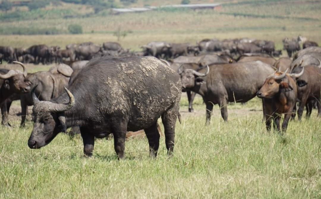 BoscoNyemazi's tweet photo. Why you should visit and invest in #Kayonza
#VisitRwanda🇷🇼
#THREAD
1. Home of the big five - Akagera National Park https://t.co/gGoMy2PZqE