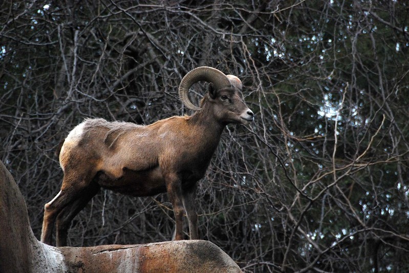 We’re excited to chat with Scott Torland of <a href="/MyODFW/">Oregon Department of Fish and Wildlife</a> next week about his work with bighorn sheep in the lower #Owyhee! Join us for our first #OwyheeWebinar of the year. 

Completely free, but sign-up is required Register now: events.humanitix.com/owyhee-webinar…

📸 rainbreaw on Flickr