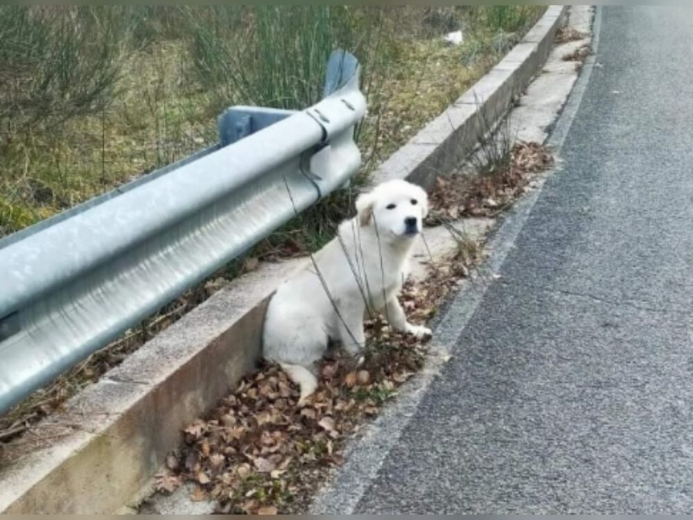 Teso4zampe's tweet photo. Cucciolo di cane al freddo a bordo strada. Chi lo ha perso? - https://t.co/JouSjLDhe8 https://t.co/1T5zYuyqqP