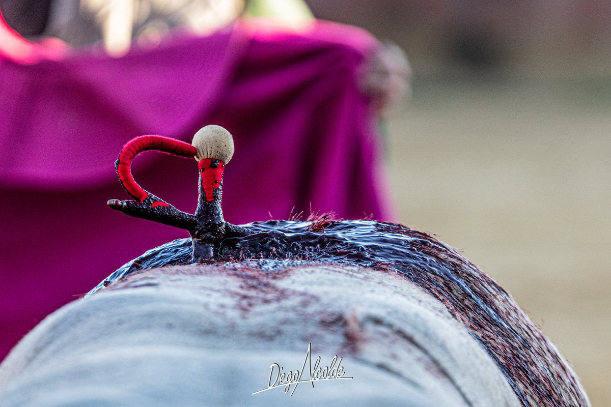 Buenas noches. Empezámos la semana con unas fotos donde una tarde cualquiera un pedazo torero como Cristóbal Reyes y una pedazo Ganadería como Herederos de Don José Luis Marca se juntaron para hacernos disfrutar a los allí presentes.