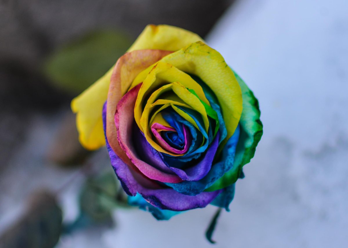 MsBookNerd23's tweet photo. Recent rose photos. https://t.co/VvuyzRSnjV