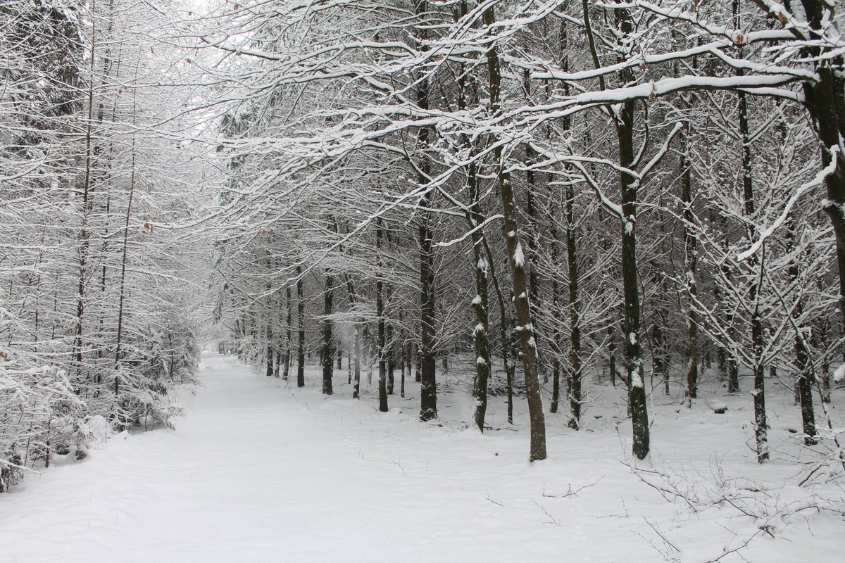 birdie893's tweet photo. Tempting paths (winter edition)

#nature #winterishere #walking #forest #paths #snowfall #trees #naturelovers #winterwonderland #outdoors #snow #sunshine #NaturePhotography  #winter #spaziergang #schnee #unterwegsimnorden #natur #winterwald #SchleswigHolstein #schneefall https://t.co/bEwDMyD0Og