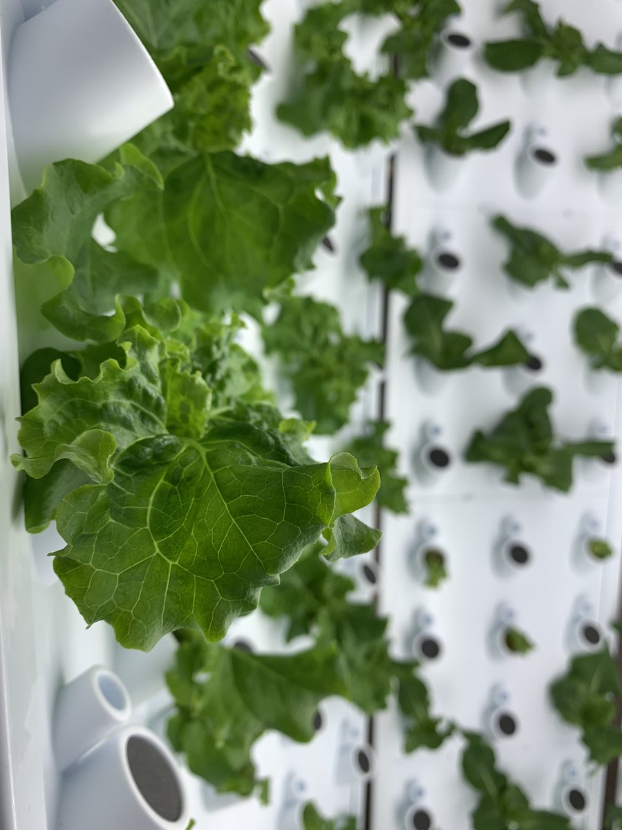 MrsMMurph's tweet photo. Incredible growth in our @ForkFarms hydroponic units in just two short weeks! Our kids cannot wait to harvest this lettuce soon for our food service program! @DCEverestSchool @DCEMS67 #hydroponics #growgreen #handsonlearning https://t.co/hp2rGzVNRD