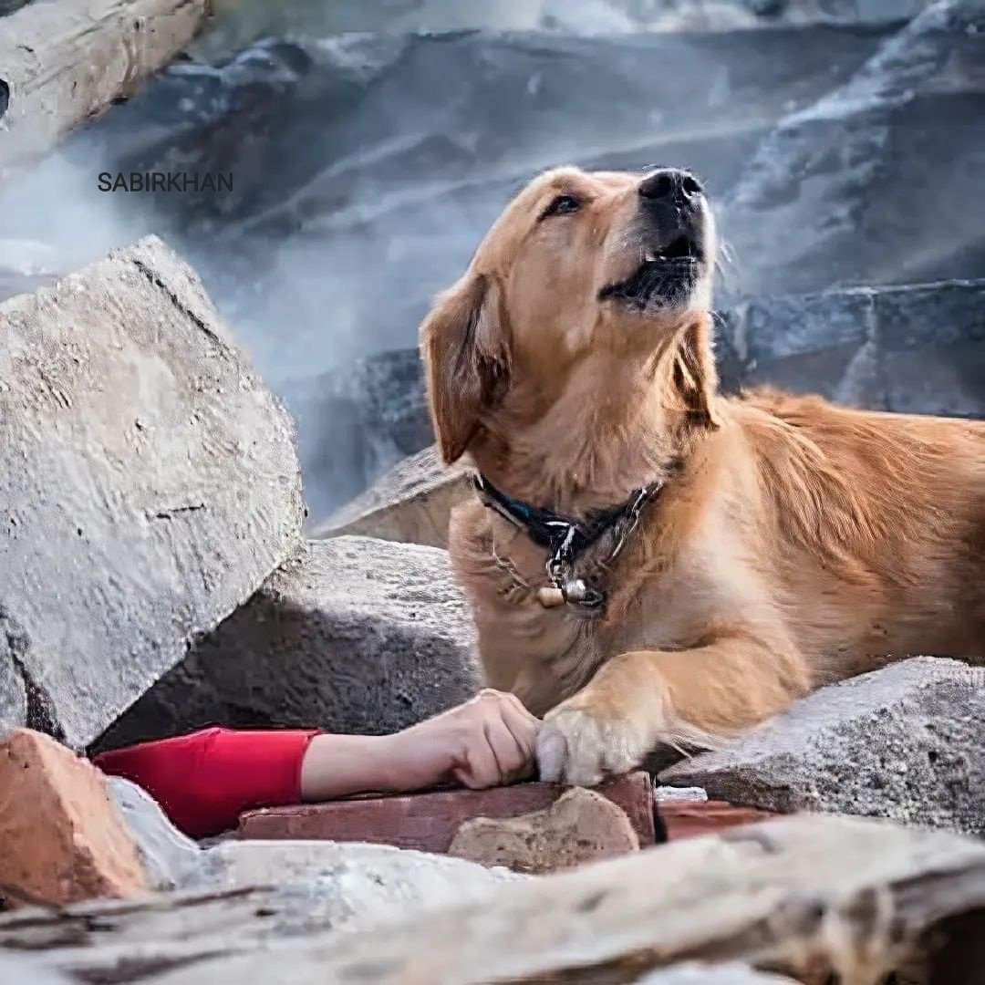 A dog sits next to his friend whose house fell on him due to the earthquake
#Turkey 
#Syria 
#TurkeyEarthquake