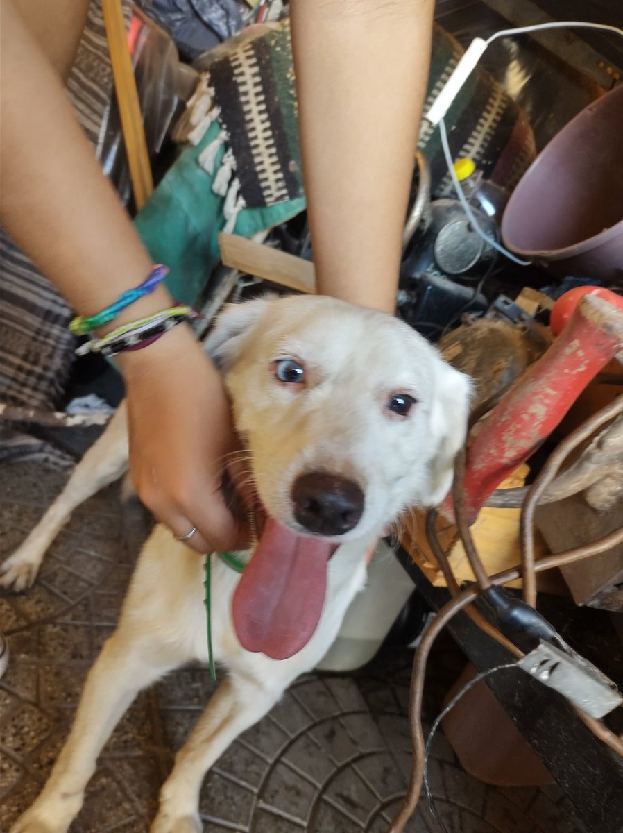 Benjagalvez15's tweet photo. Encontré este perrito perdido por la zona del parque guillermina, tiene un ojito celeste y otro negro, manchas marrones en las orejas y collar verde. Difundir por favor https://t.co/E8asOPGzPi