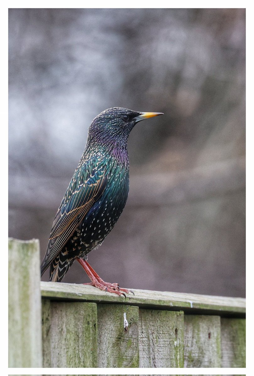 odogy2007's tweet photo. A backgarden Starling.colours are amazing on these https://t.co/IqlmtyYkDZ