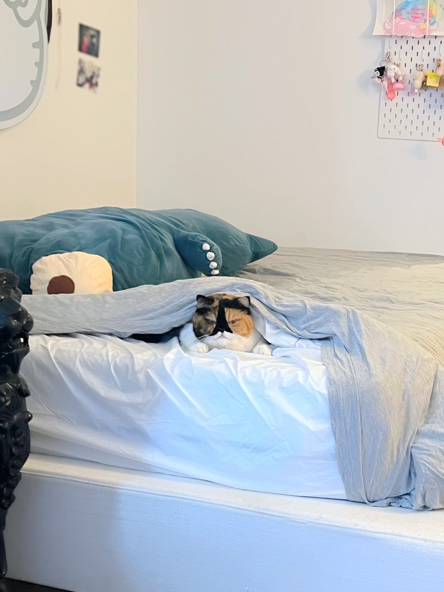 mew on Twitter "There was a lump hiding under my blankets 😠"