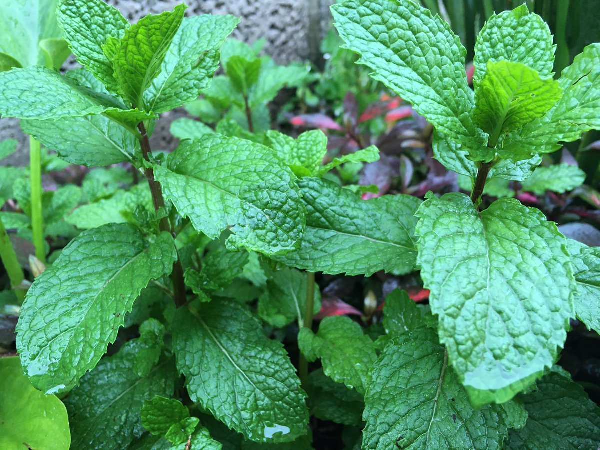 Something you need to know about the mint plant.