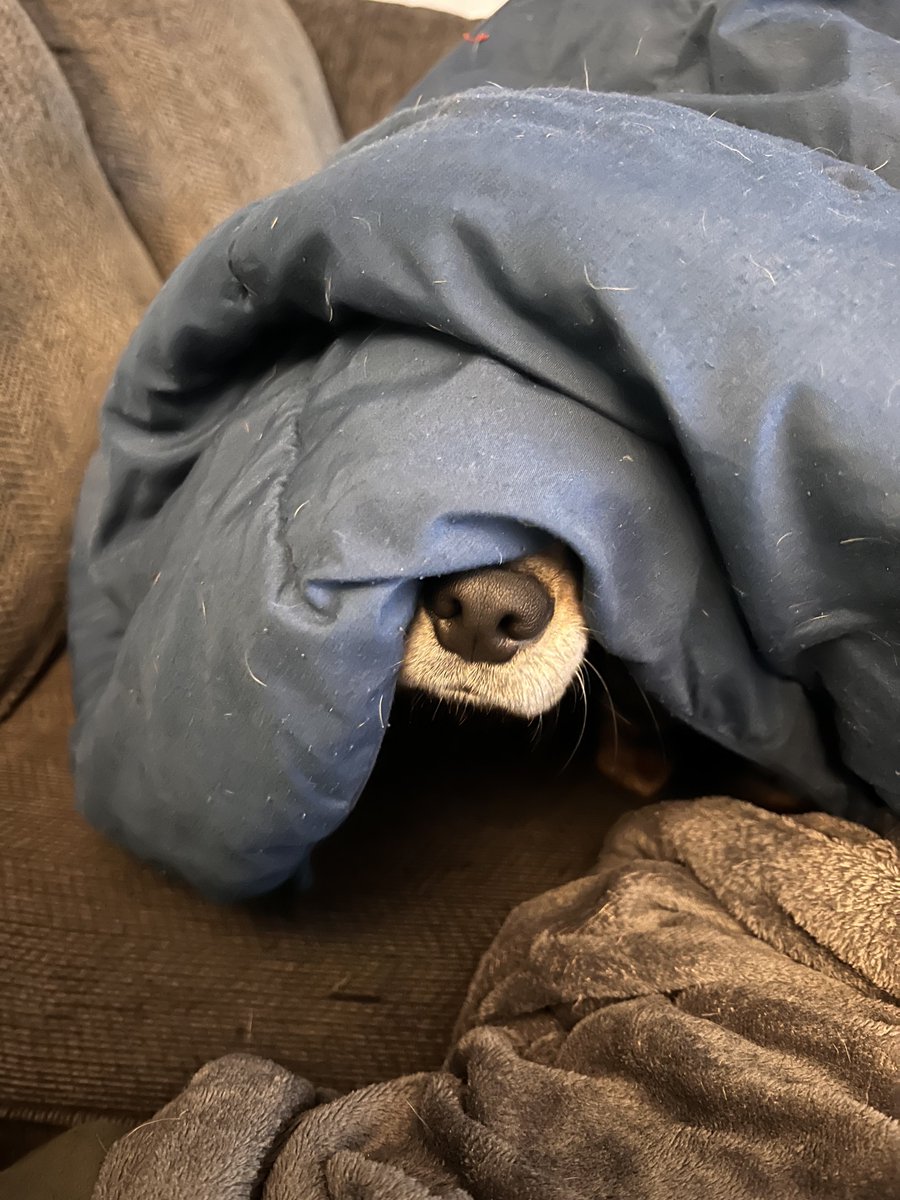 missallie93's tweet photo. Trying to hide from Monday like
#dogsoftwitter #beagleaddict #bagelwarmer🥯 https://t.co/SSo92hMW04