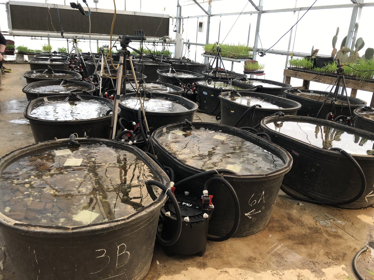 tonynft333ETH's tweet photo. We are hiring two field technicians! Techs will gain experience with kick seining, crayfish ID, experimental execution, and more. Plus the Ozarks are awesome! Please spread the word. 

https://t.co/dwXDJQxVxn https://t.co/KzWAhcswMZ