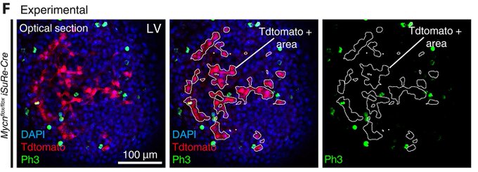 A figure panel from the article showing fluorescent cells