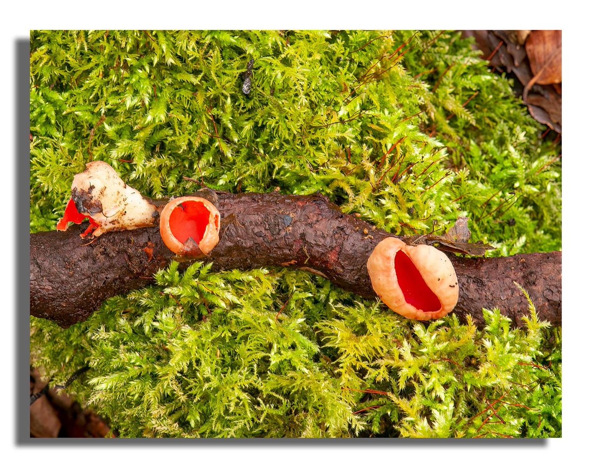 Buteographygirl tweet media