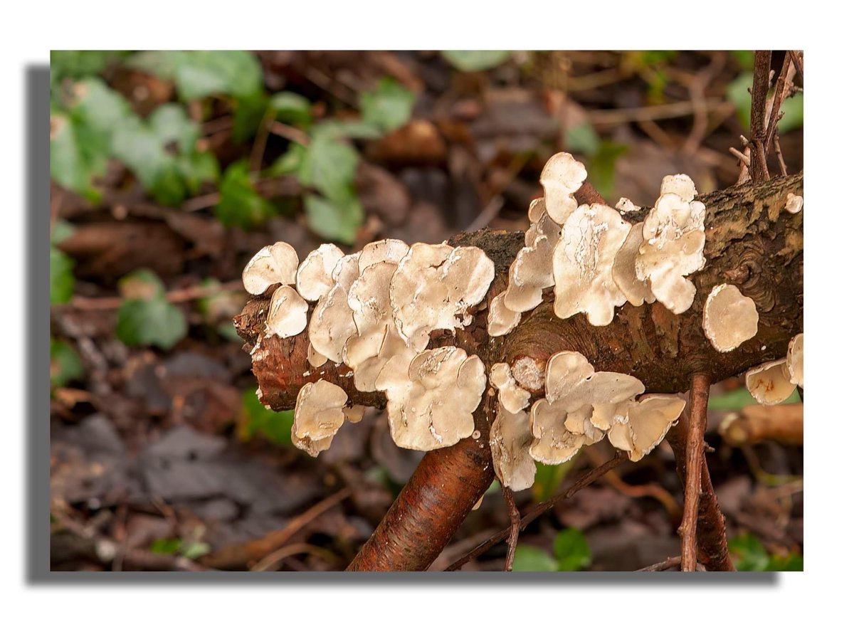 Buteographygirl tweet media