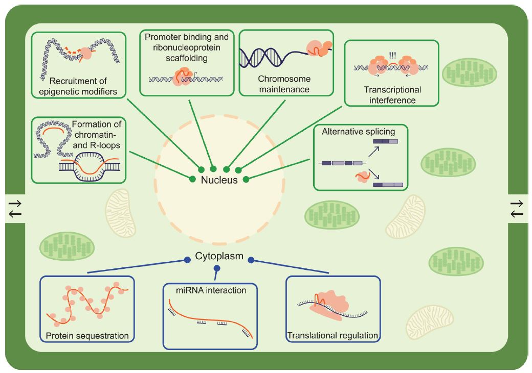 ThePlantCell's tweet photo. REVIEW:  Linking discoveries, mechanisms, and technologies to develop a clearer perspective on plant long non-coding RNAs @KylePalos @AndrewDLNelson @Caylyn_Railey @BTIscience @ASPB ##PlantSci  https://t.co/ej6jlFvC3U https://t.co/HqlQHHNMTI