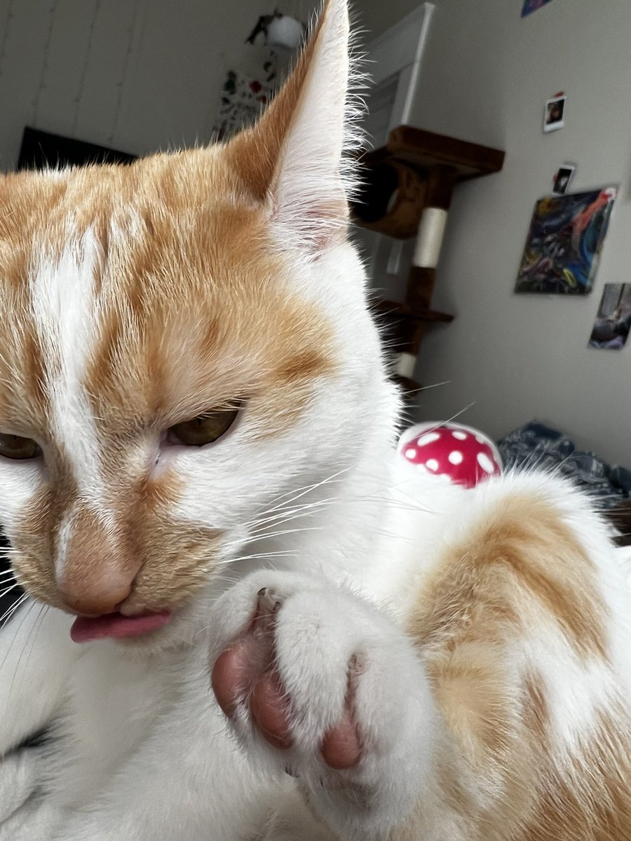 beIllarose's tweet photo. @CATBRAINCELL https://t.co/TmkJM2qfxk