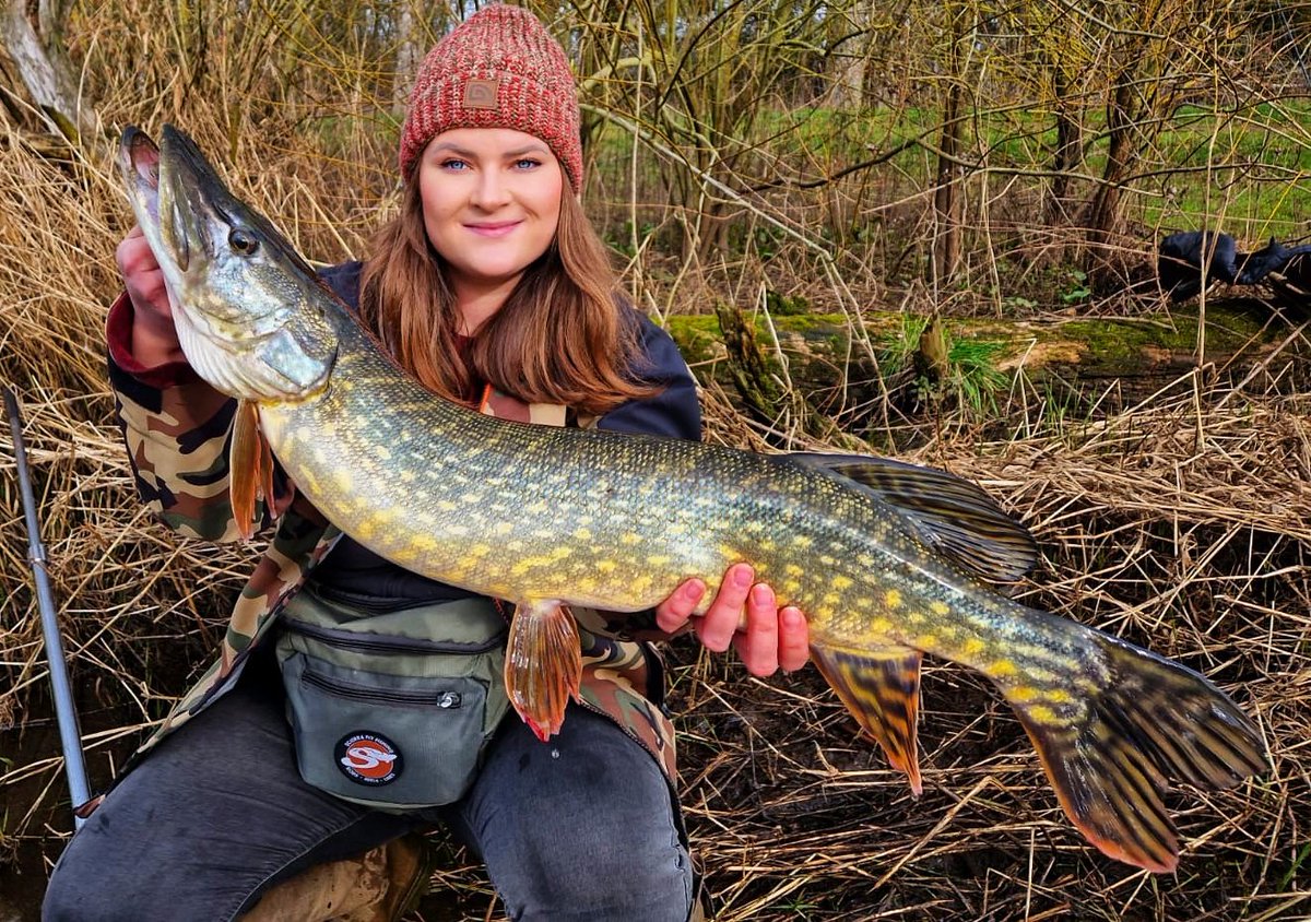 breiteryte's tweet photo. A lovely pike from the river Trent 😍 

#fishing #pike https://t.co/9PpYFiBu9H