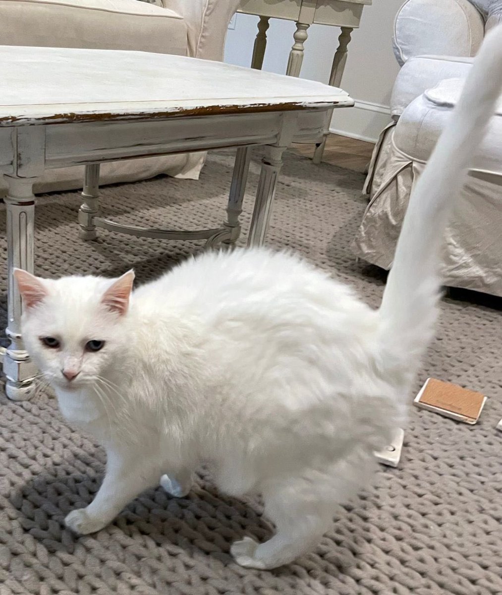 MAGNOLIA SPRINGS, AL! Lilly is a kind deaf lady looking for a home! She is very sweet and affectionate, and isnt afraid of the vacuum cleaner! She is good with other cats and children! petfinder.com/cat/lilly-5896…