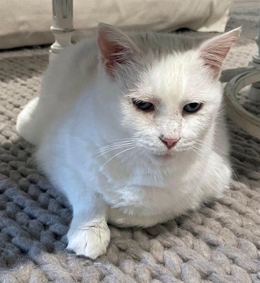 mrfishtopher's tweet photo. MAGNOLIA SPRINGS, AL! Lilly is a kind deaf lady looking for a home! She is very sweet and affectionate, and isnt afraid of the vacuum cleaner! She is good with other cats and children! https://t.co/JMyqUe9vSV https://t.co/QJhKfvMUbD