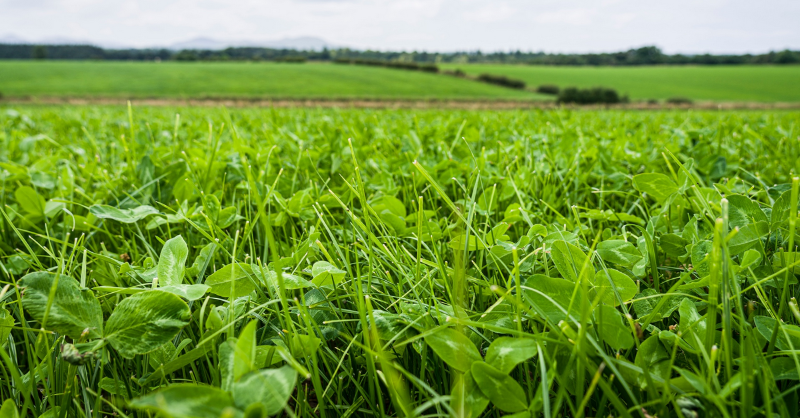 GerminalUKAgri's tweet photo. 2022 @BritishGrass #Grassland Farmer of the Year, Aled Rees, explains that clover is the bedrock of his family's #farming system. White &amp; red #clover provided numerous benefits, including reduced bought-in feed costs. Read more: https://t.co/UKnhkmf0IJ
#climatesmart #agriculture https://t.co/3cb9LkFbyL