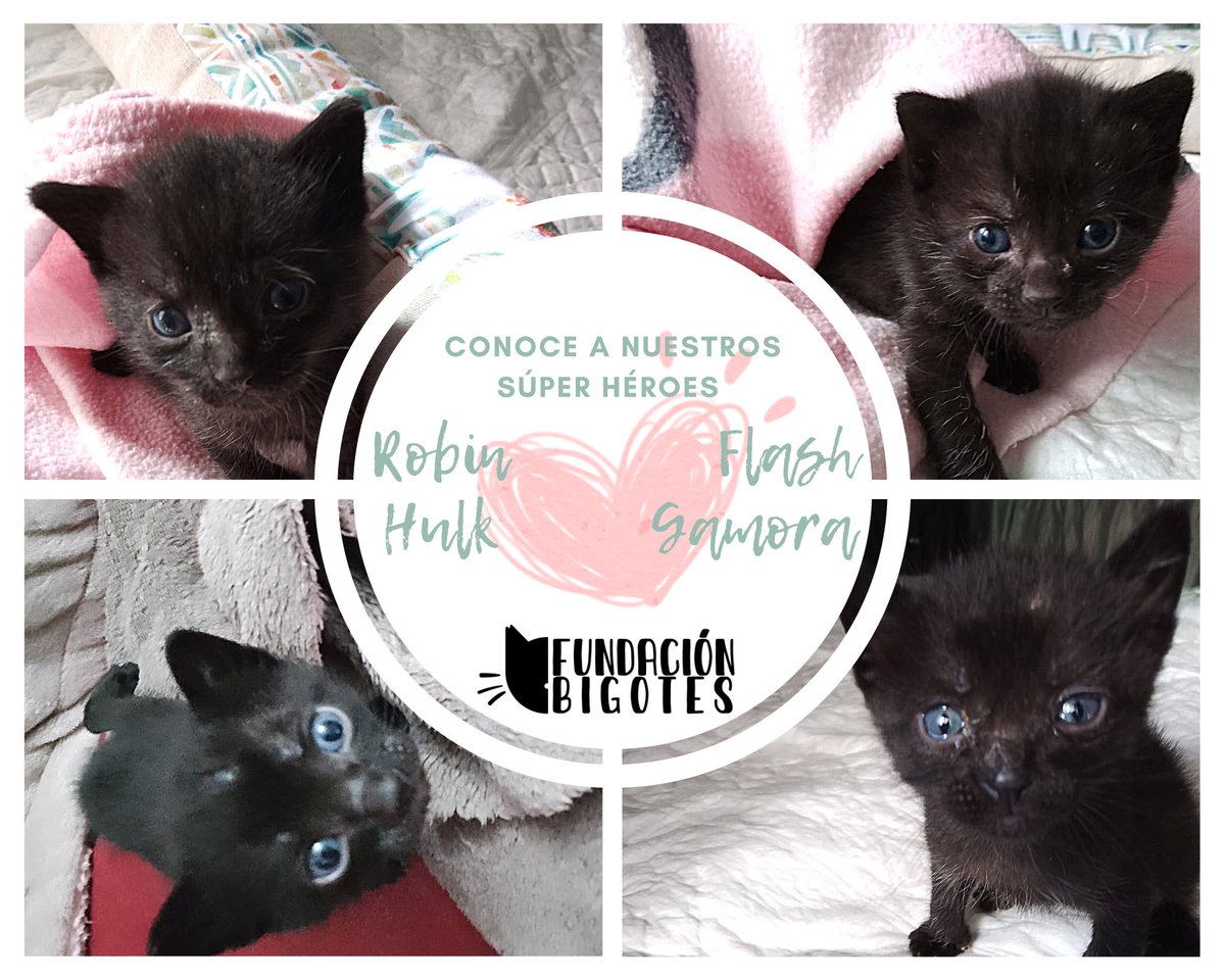 Benditos en adopción 💚💚 ¿Nos echas una patita para sacarlos adelante?