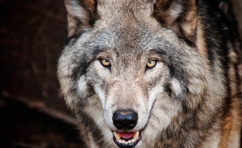 Reductress's tweet photo. Wolf in Sheep’s Clothing? This Wolf Loves Wearing Chunky Wool Sweaters: https://t.co/GTGc3BmizS https://t.co/sEZ4sIhnqS