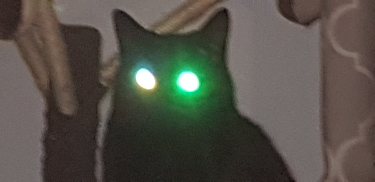 I've got my makeup on in time for Halloween...
Only 9 months left..
Love Gizmo xx