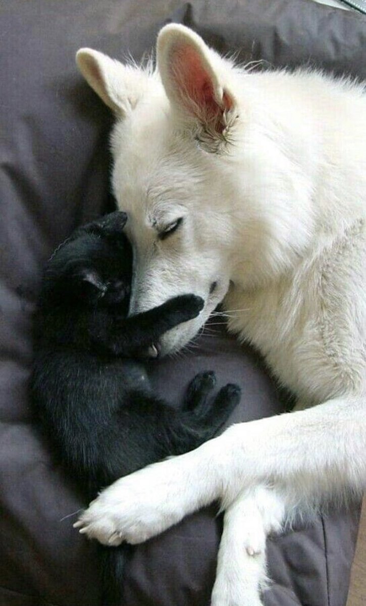 ruben_corella's tweet photo. #cute #cutepets #pets #embrace #cat #kitten #blackcat #bestfriends #gatito #gatitonegro #dog #doglover #love #sweetness #mascotas #whitedog #puppy #puppiesoftwitter #perrito #perroblanco #family #tenderkiss https://t.co/i2Am69DMXC