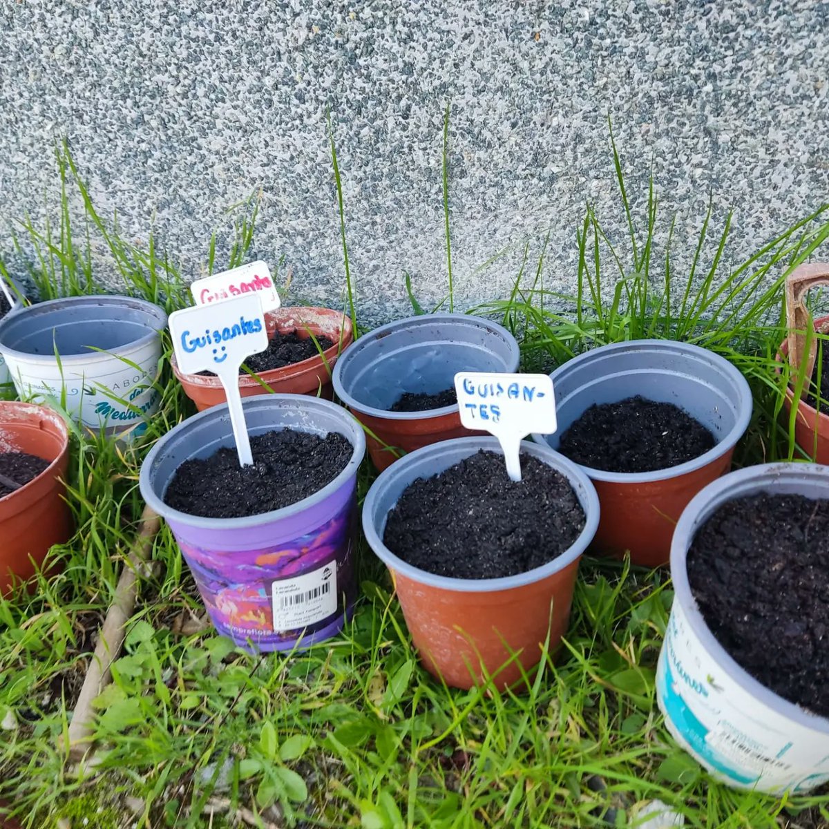 iesjgn's tweet photo. Comenzamos la plantación en semilleros en Botánica 🌱. Rabanitos, lechugas, remolachas, calabazas y guisantes ya reposan en sus semilleros preparados por nuestr@s alumn@s. ¡Esperamos verlos crecer en breve!

@Ecoescuelas1 #huertoescolar #botanicaaplicada https://t.co/YGDerSuvqX