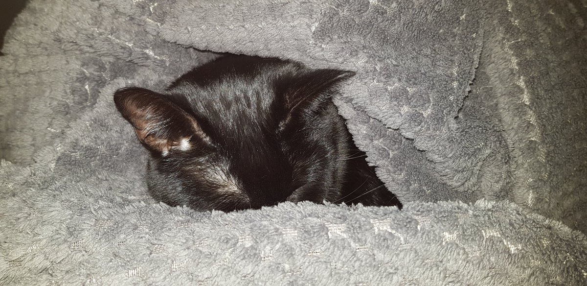 Daddy asked me why I sleep so much...
What a Dumbass  ...
Every one knows it's so I can wake him up at 3.00 a.m
For breakfast...
EXHAUSTED.