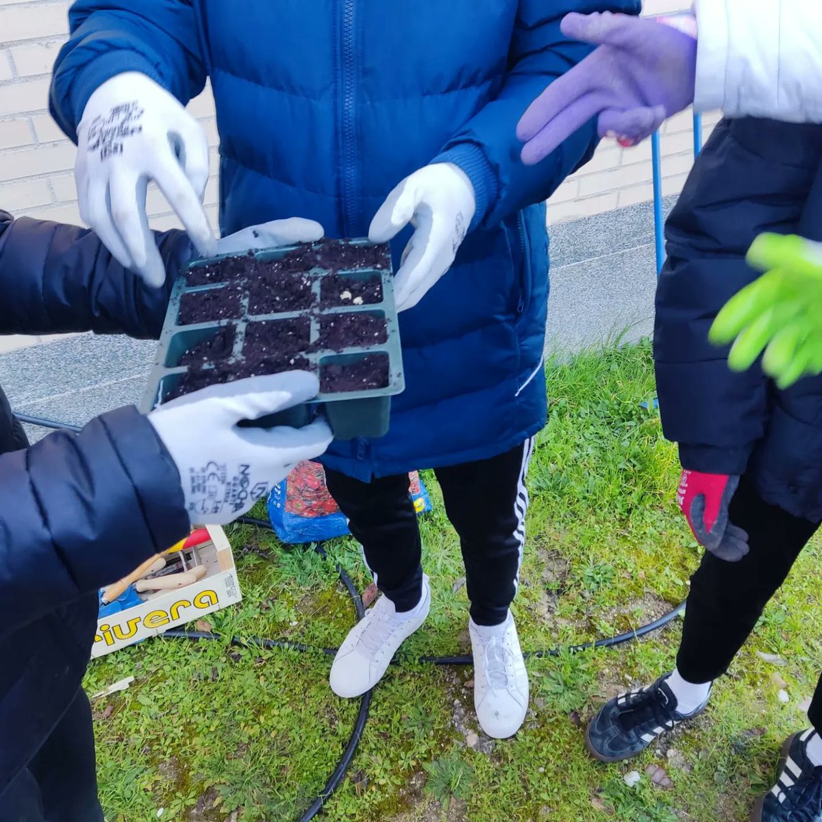 iesjgn's tweet photo. Comenzamos la plantación en semilleros en Botánica 🌱. Rabanitos, lechugas, remolachas, calabazas y guisantes ya reposan en sus semilleros preparados por nuestr@s alumn@s. ¡Esperamos verlos crecer en breve!

@Ecoescuelas1 #huertoescolar #botanicaaplicada https://t.co/YGDerSuvqX