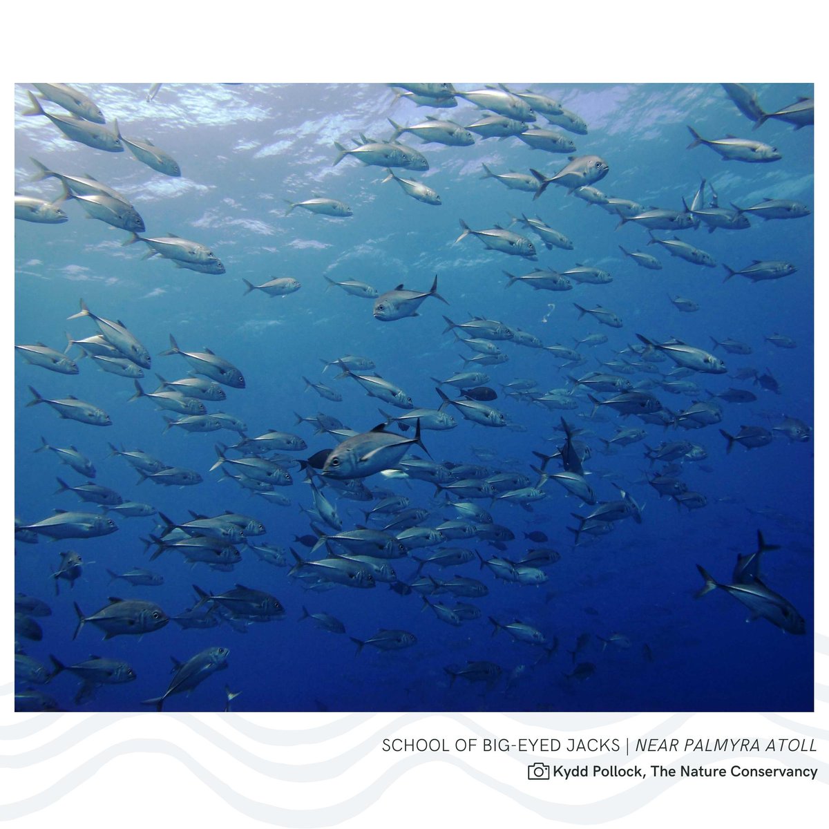 PRIcoalition's tweet photo. MPAs have proven to help combat global issues like declining fish populations. In 2016, Papahānaumokuākea was expanded to 600,000 sq miles. Since protecting these waters, revived #fishpopulations have been reported, even outside of the monument! 📖 https://t.co/zEdnQnEuDO https://t.co/E8Uy3gtaZA