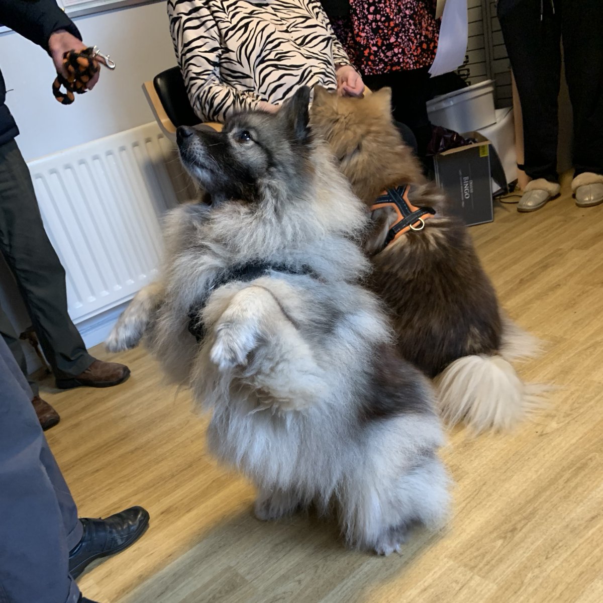 setrust's tweet photo. Residents at this supported living accomodation in Lisburn were delighted to welcome two very well behaved guests! 🐕 

Service Manager, Jayne Merrell, said the Therapy Dogs "introduce a relaxing environment for service users to talk and socialise together" 🤗 https://t.co/Pw8K91zf5X