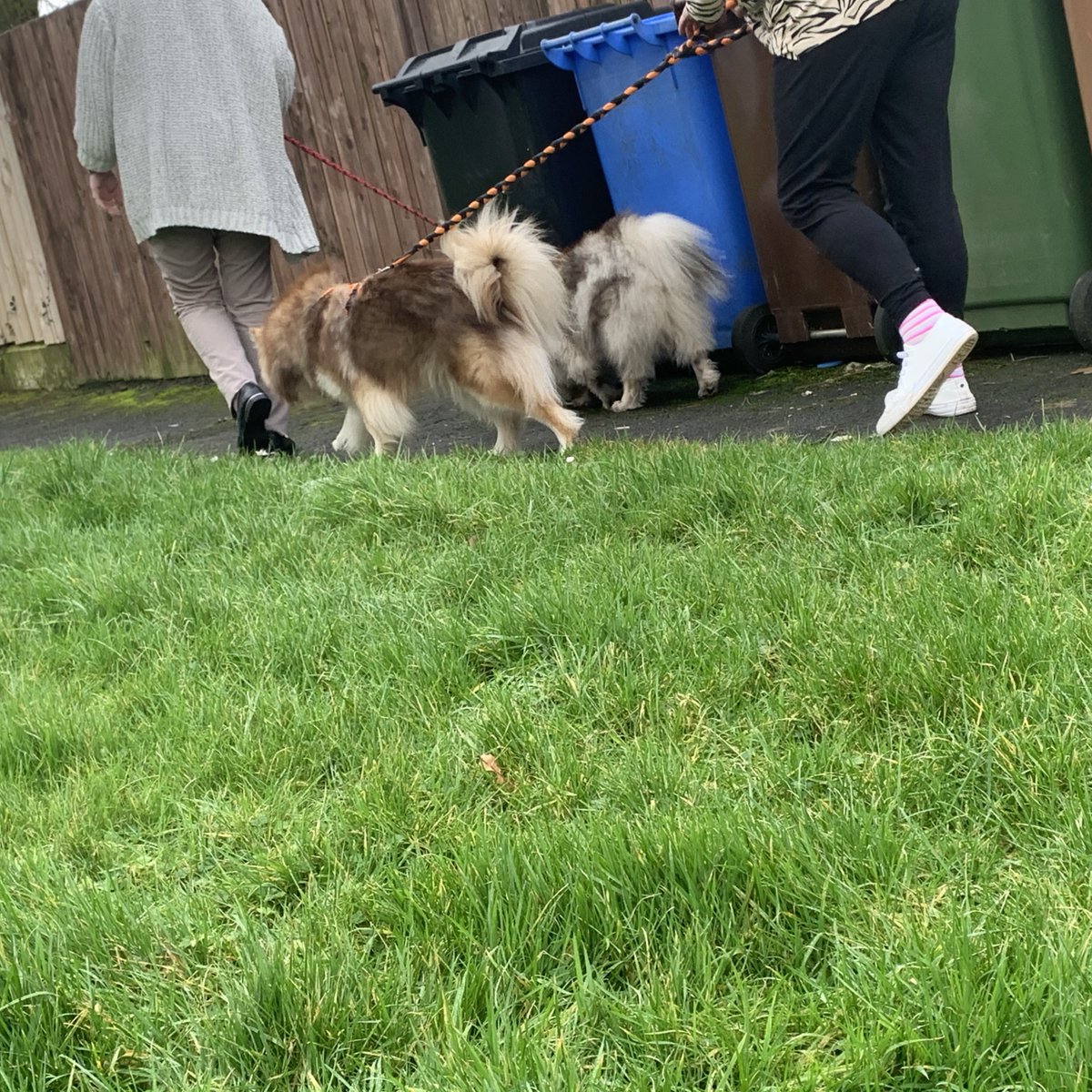 setrust's tweet photo. Residents at this supported living accomodation in Lisburn were delighted to welcome two very well behaved guests! 🐕 

Service Manager, Jayne Merrell, said the Therapy Dogs "introduce a relaxing environment for service users to talk and socialise together" 🤗 https://t.co/Pw8K91zf5X