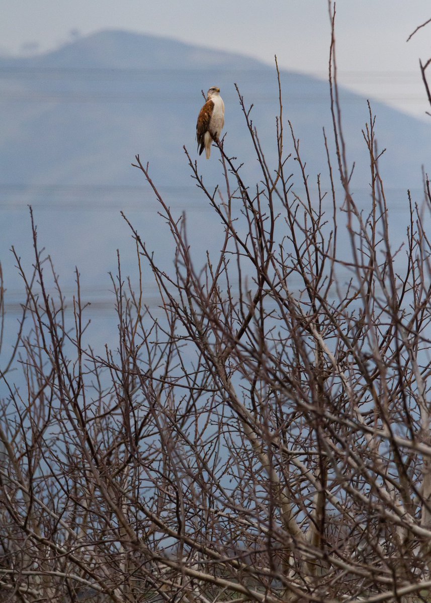 talonDNA's tweet image. Ferruginous Hawk tree topper in a Winters, CA walnut 🌳 orchard…