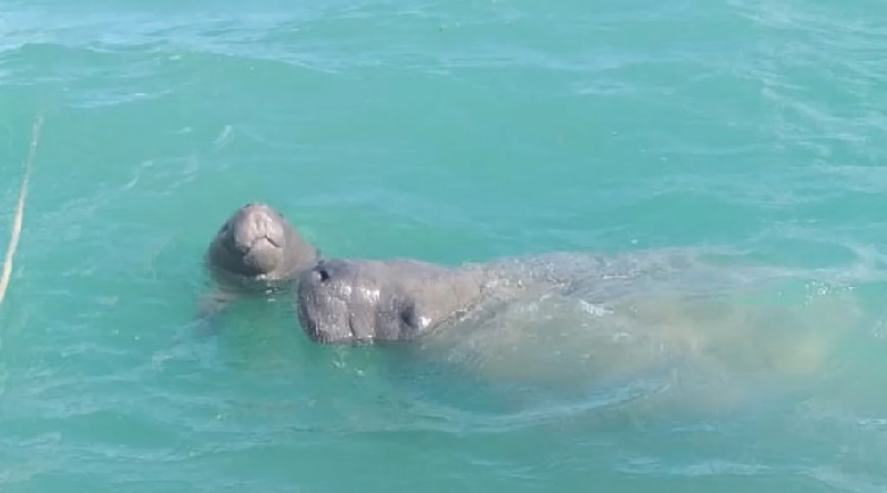 conexaoplaneta's tweet image. #Mel, #peixe-boi resgatada ainda filhote em 2004 e reintroduzida anos depois, é avistada com primeiro #filhote. Registro representa primeiro nascimento na Paraíba de filhote devolvido à natureza, prova do sucesso dos programas de reintrodução da espécie: bit.ly/3RyXLmP