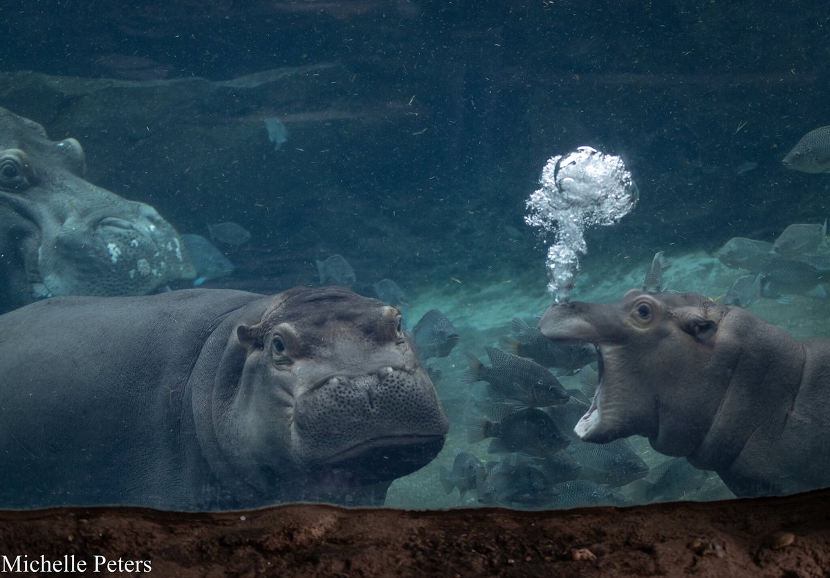 CincinnatiZoo tweet picture