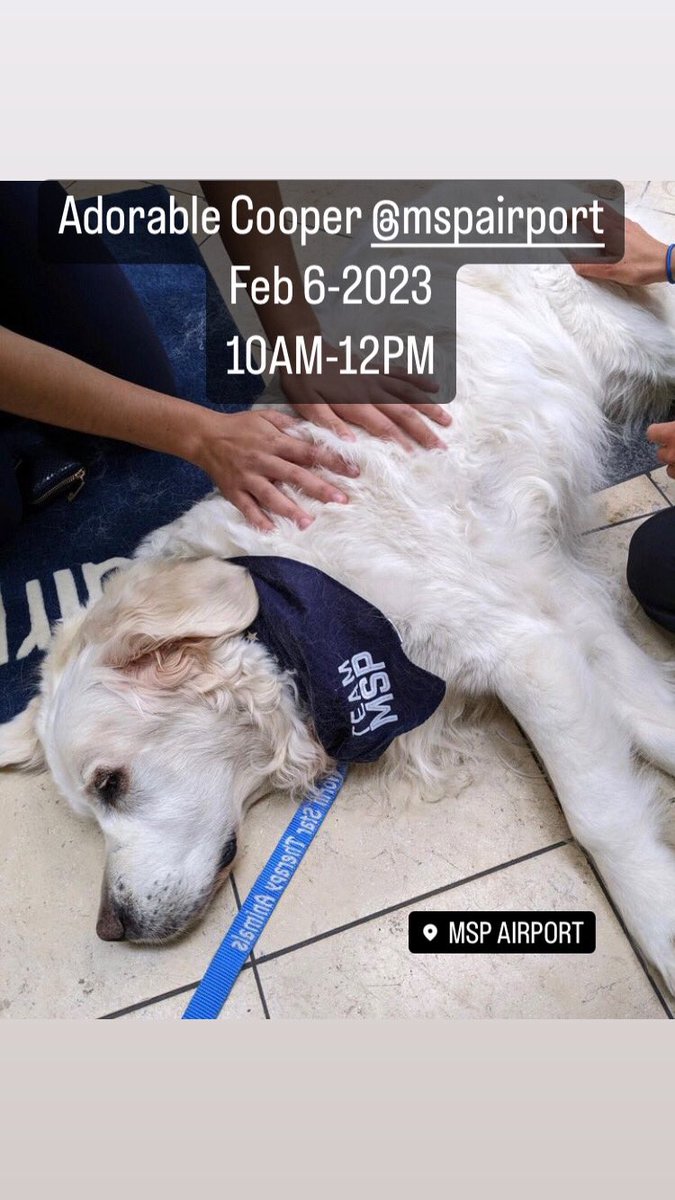APTherapyDogs's tweet photo. Happening today!!
Meet pet love Adorable Cooper @mspairport
Feb 6-2023
β°10AM-12PM
πTerminal 1
#dogsofmsp #airporttherapydogs
Photo sleepycooperdog via Instagram https://t.co/W0uIfckoUt
