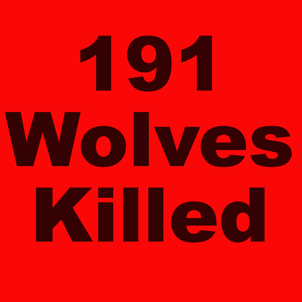 Another bad day.  4 Montana wolves killed as of yesterday. As of February 5, 2023 Montana has killed 191 wolves. This doesn't include poaching and other human-caused mortality. Join the fight to protect our wolves an wildlife.info@wolvesoftherockies.org
#mtfwp, #POTUS