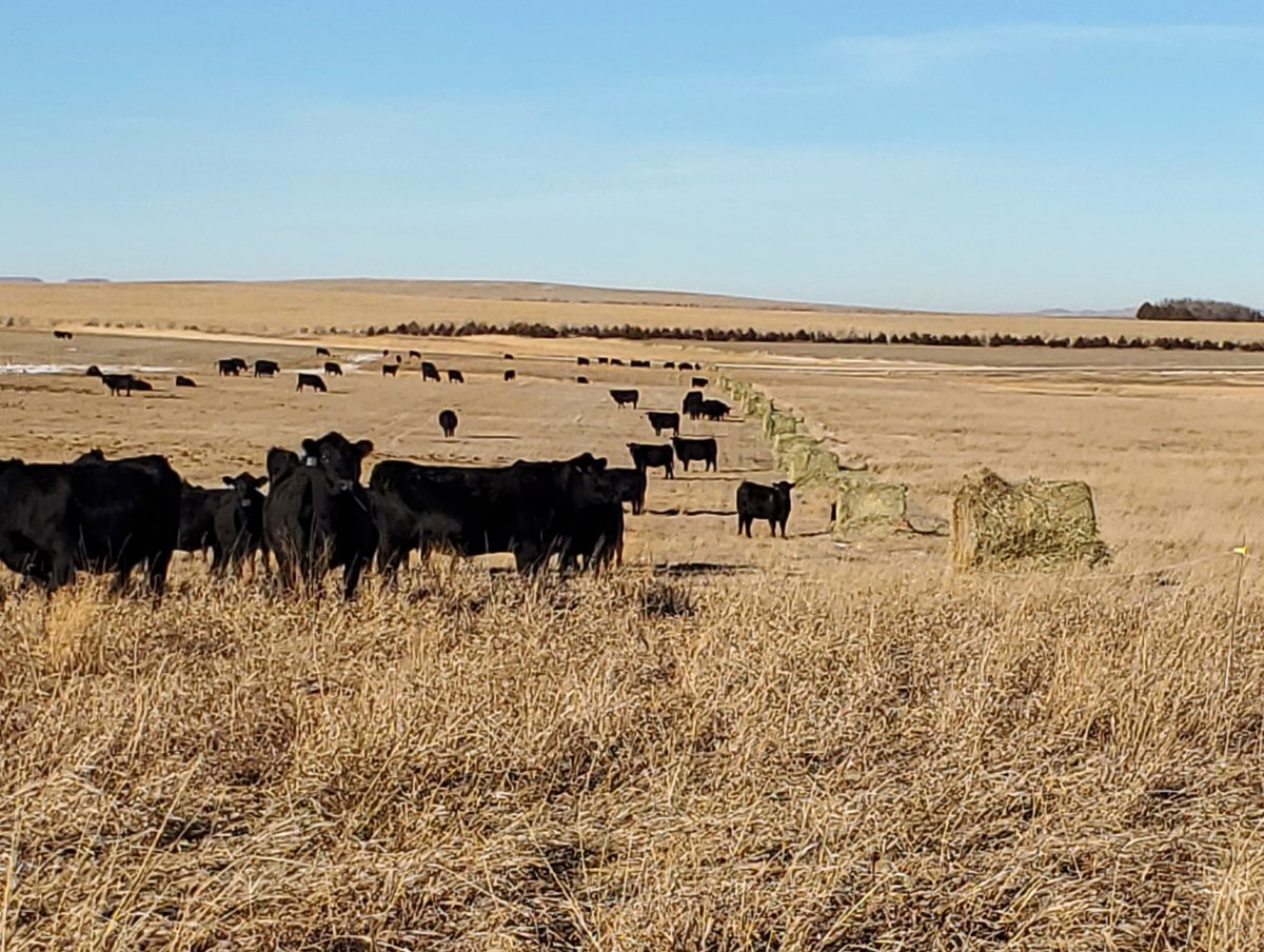 “When we first got married, we were working seven days a week,” John Leiferman said. “Now, we can — with the bale grazing — we plan to go to Hawaii for 10 days.” Check out the advantages offered by bale grazing! agweek.com/business/winte…