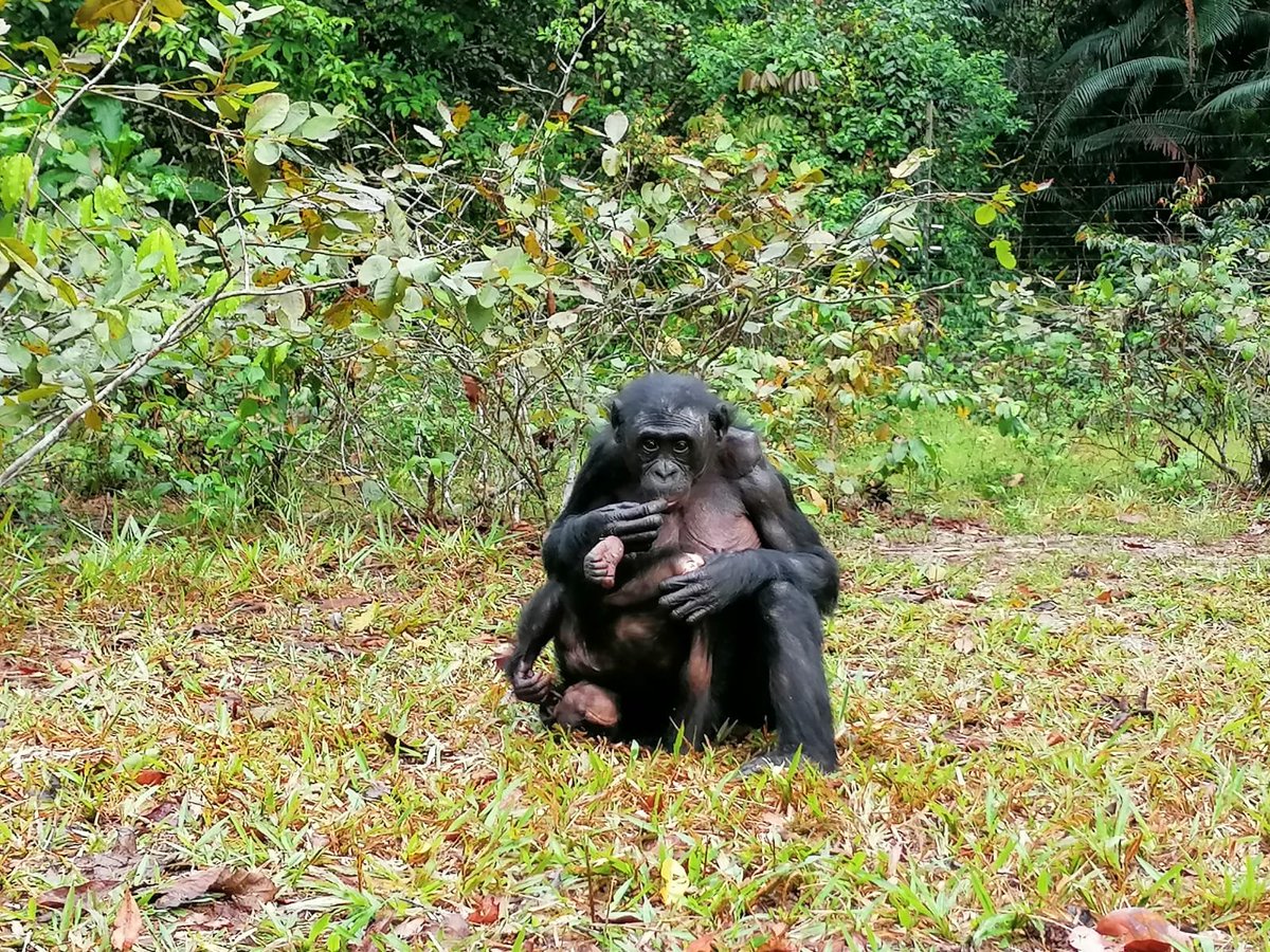 Lola_ya_Bonobo's tweet photo. Two babies born at Ekolo are growing well too. Pictured above is matriarch, Maya with her baby, Bondonga ya Ekolo, and Lisala, with her baby Lokumu ya Ekolo.
#EndWildlifeTrafficking #Bonobos #Apes #Animals #GreatApes #EndangeredSpecies #BackToWild #GoodNews #HappyNews https://t.co/39A6xw1qFm