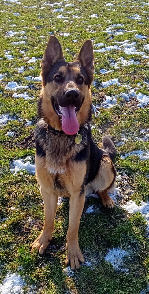 gsrescueelite's tweet photo. Ted is around 3yrs old and he has spent most his life with us after arriving with a host of complex issues, Ted has made so much progress but will need a very exp, child and pet free home 
#dogs #GermanShepherd #Notts 
https://t.co/HDFySv0TTg https://t.co/UUCR6LDUpK