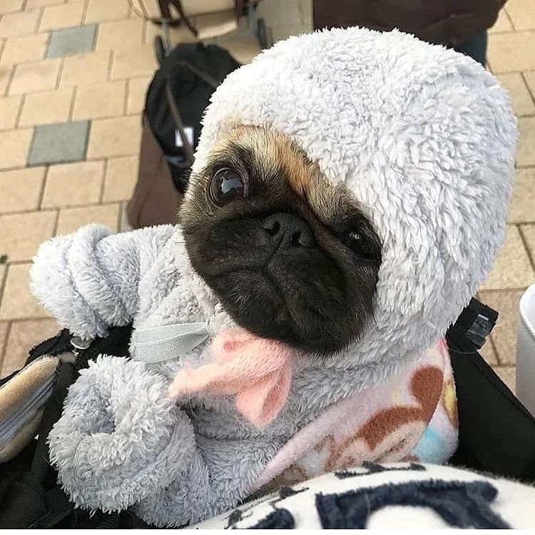 GiveAwayAllow's tweet photo. Cool fact 🤕

#pugs #puglife #Pugdoge #dogsoftwitter #dogs #puppy https://t.co/NQY5HyCTzi