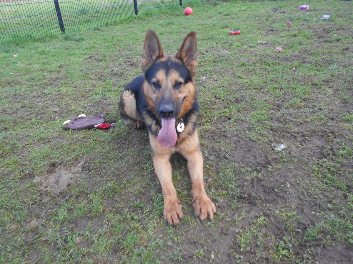 gsrescueelite's tweet photo. Ted is around 3yrs old and he has spent most his life with us after arriving with a host of complex issues, Ted has made so much progress but will need a very exp, child and pet free home 
#dogs #GermanShepherd #Notts 
https://t.co/HDFySv0TTg https://t.co/UUCR6LDUpK