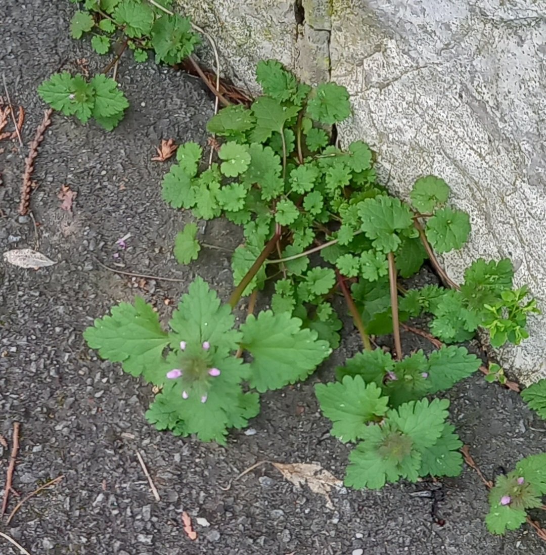 Today's #pavementplant Red dead-nettle, Marddanhadlen goch #Cymraeg in Colwyn Bay #InspiredByNature #MondayMotivation @Love_plants @BSBIbotany @BSBICymru @_OLW_ @NearbyWild @WildFlowerSoc @WildaboutPlants @concretebotany @Urban_Nature_UK @morethanweeds @wildstreets_org @LGSpace